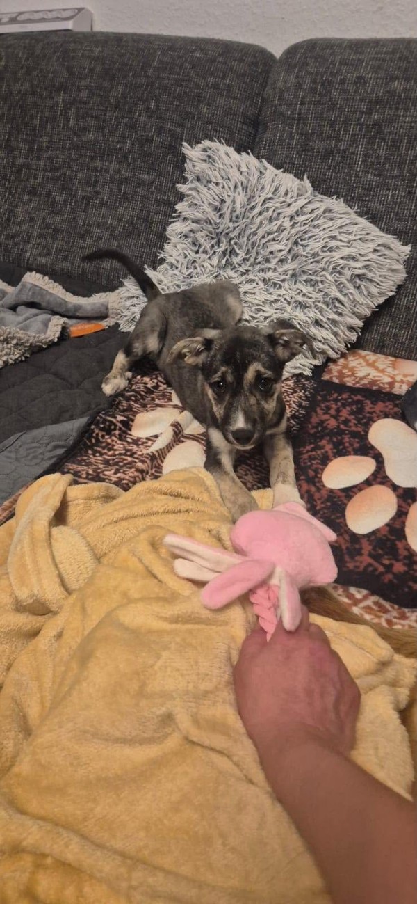 ELLA is eagerly waiting for a home - your new loyal friend from the shelter
