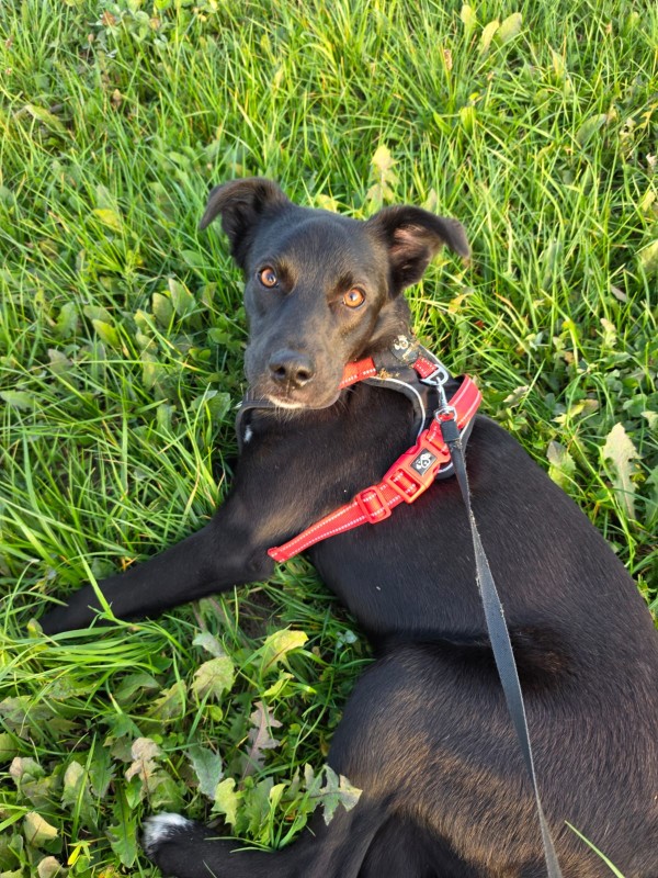 GEORGINA is eagerly waiting for a home - your new loyal friend from the shelter