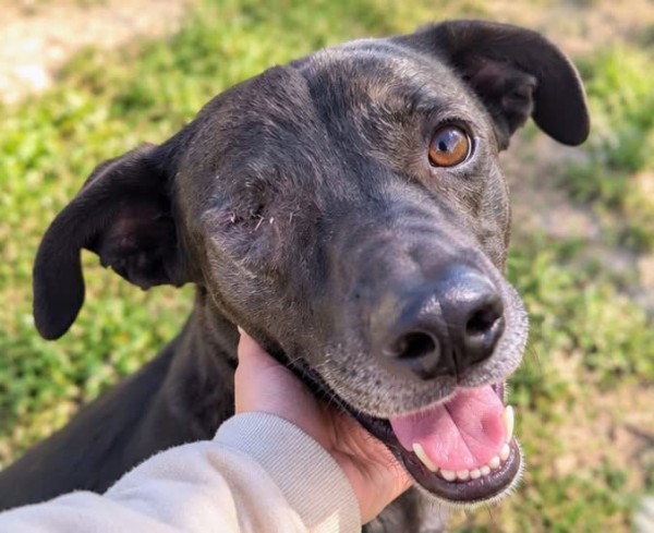 FIGARO is eagerly waiting for a home - your new loyal friend from the shelter