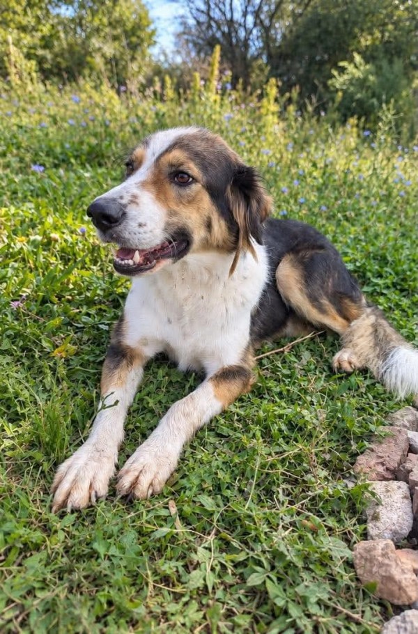 DANY is eagerly waiting for a home - your new loyal friend from the shelter