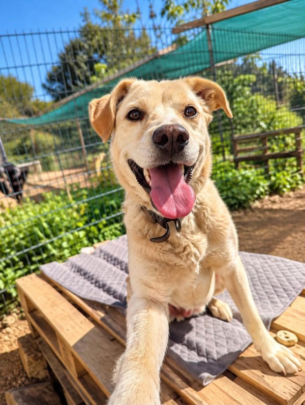 ASIA is eagerly waiting for a home - your new loyal friend from the shelter