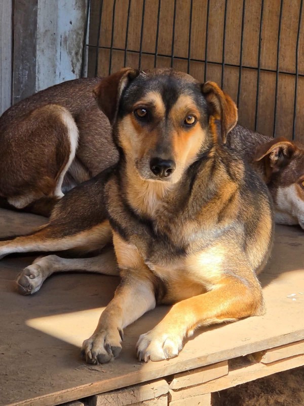 KRISTA is eagerly waiting for a home - your new loyal friend from the shelter