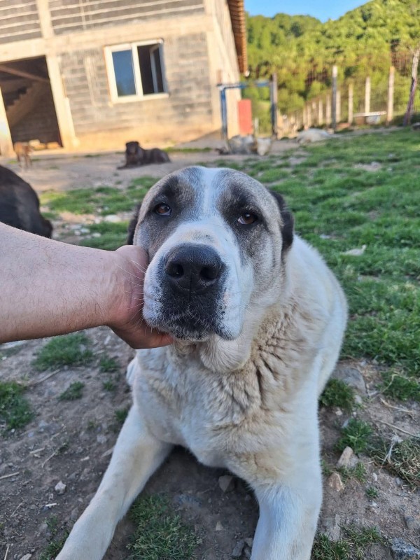 BERNA is eagerly waiting for a home - your new loyal friend from the shelter