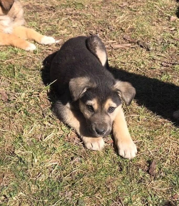 BUBI is eagerly waiting for a home - your new loyal friend from the shelter