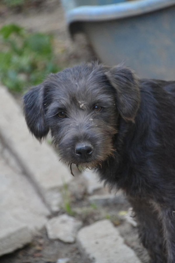 RAFA is eagerly waiting for a home - your new loyal friend from the shelter