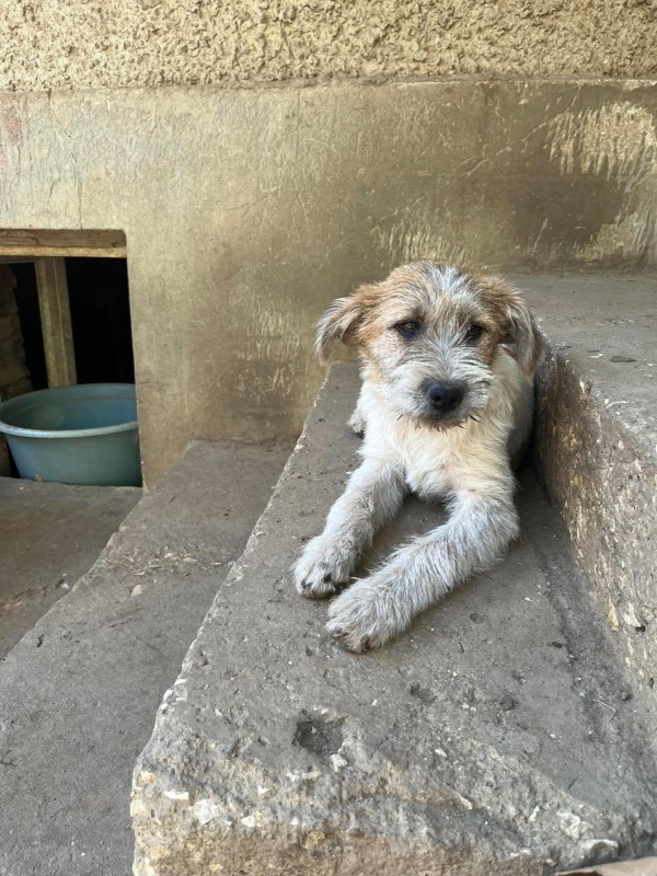 ROGER is eagerly waiting for a home - your new loyal friend from the shelter