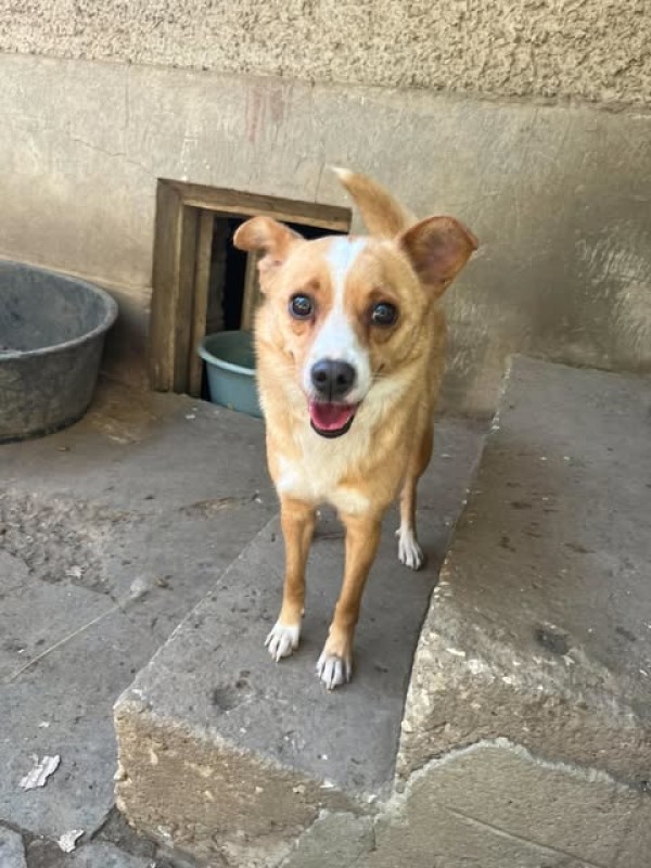 SHIBA is eagerly waiting for a home - your new loyal friend from the shelter