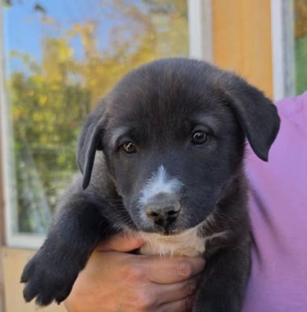 PABLO is eagerly waiting for a home - your new loyal friend from the shelter