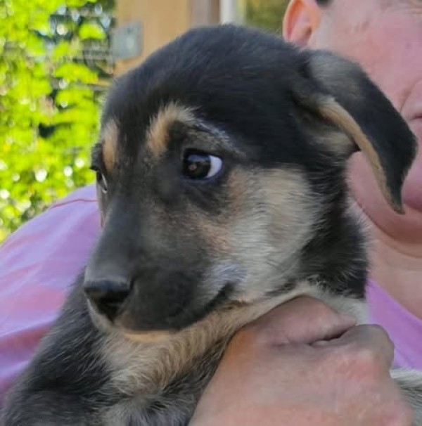 PEPPER is eagerly waiting for a home - your new loyal friend from the shelter