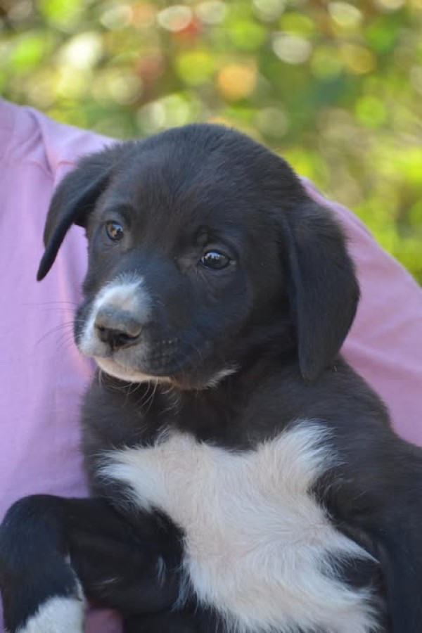 POMELO is eagerly waiting for a home - your new loyal friend from the shelter