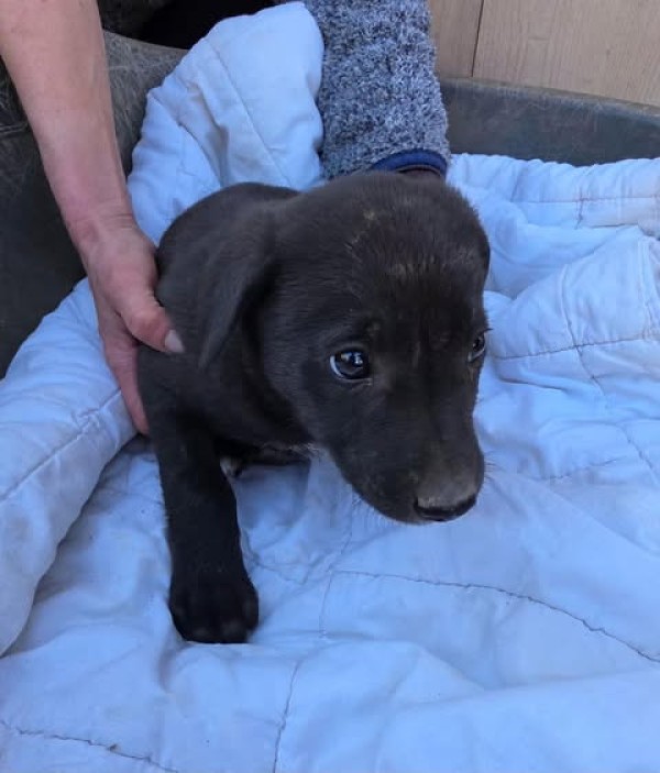 PINA is eagerly waiting for a home - your new loyal friend from the shelter