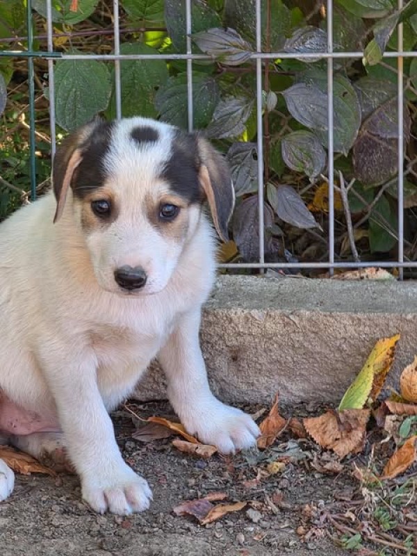 PENNIE is eagerly waiting for a home - your new loyal friend from the shelter