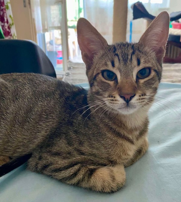 FILIP is eagerly waiting for a home - your new loyal friend from the shelter
