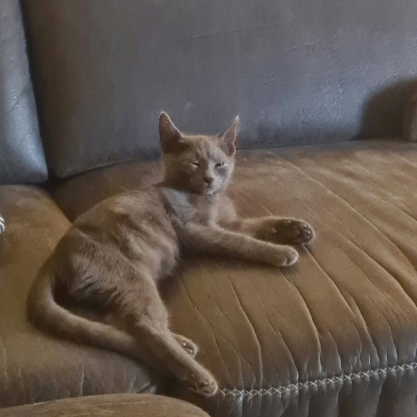 MILOS is eagerly waiting for a home - your new loyal friend from the shelter