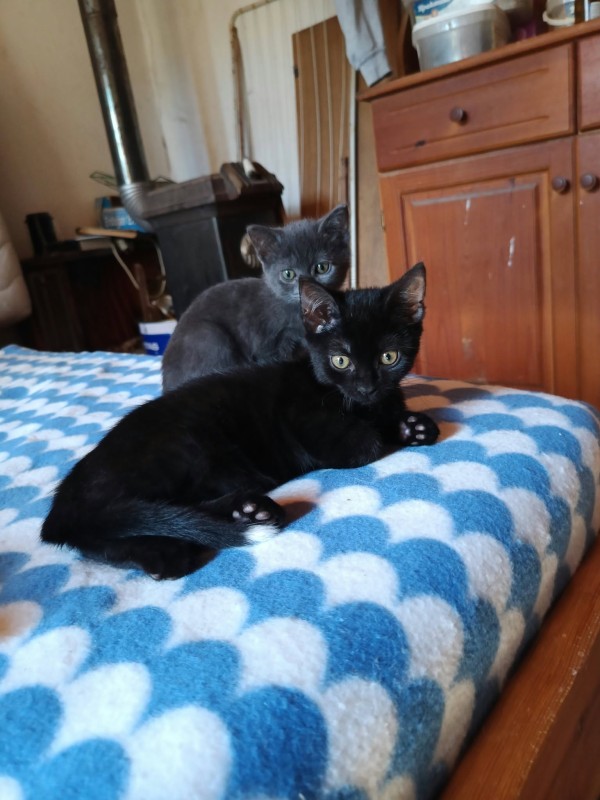 PRIMO is eagerly waiting for a home - your new loyal friend from the shelter