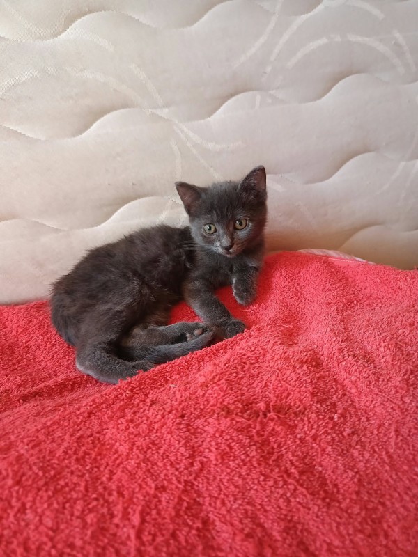 PIPPI is eagerly waiting for a home - your new loyal friend from the shelter