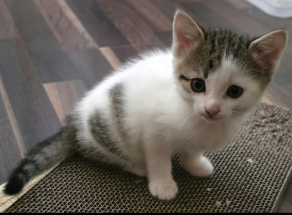MIZZY is eagerly waiting for a home - your new loyal friend from the shelter