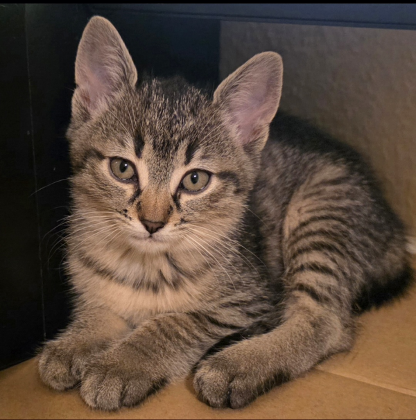 MELISANDE is eagerly waiting for a home - your new loyal friend from the shelter