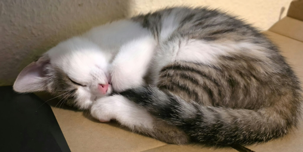 MAEVA is eagerly waiting for a home - your new loyal friend from the shelter