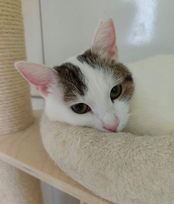 ALBA is eagerly waiting for a home - your new loyal friend from the shelter