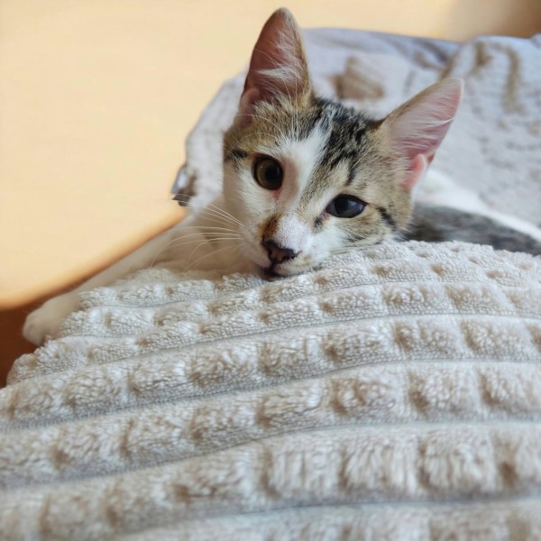 AMAYA is eagerly waiting for a home - your new loyal friend from the shelter