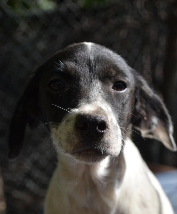 BELLA is eagerly waiting for a home - your new loyal friend from the shelter