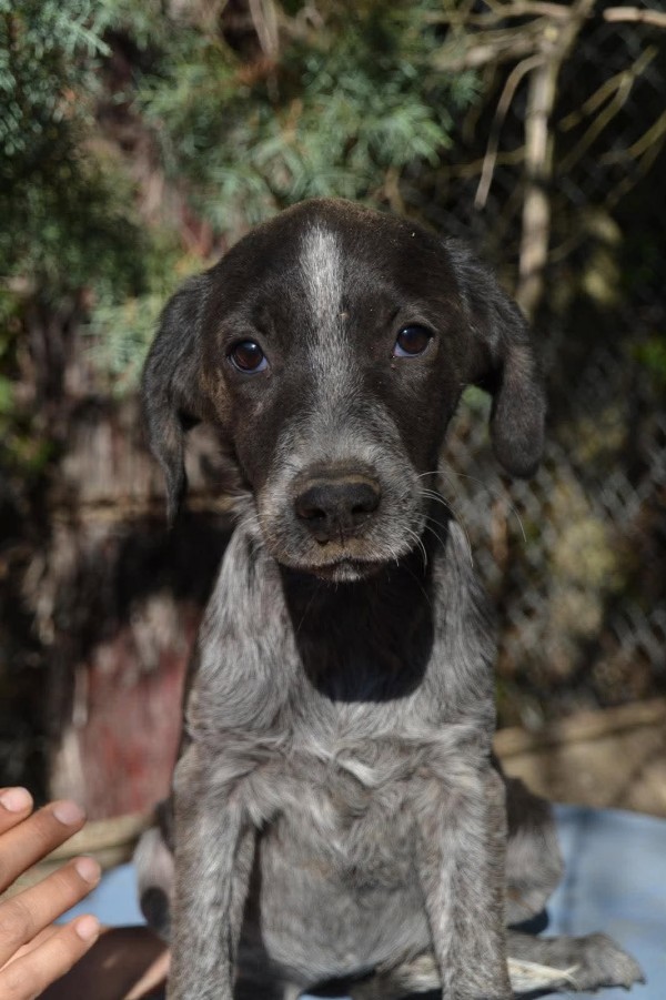 RAIA is eagerly waiting for a home - your new loyal friend from the shelter