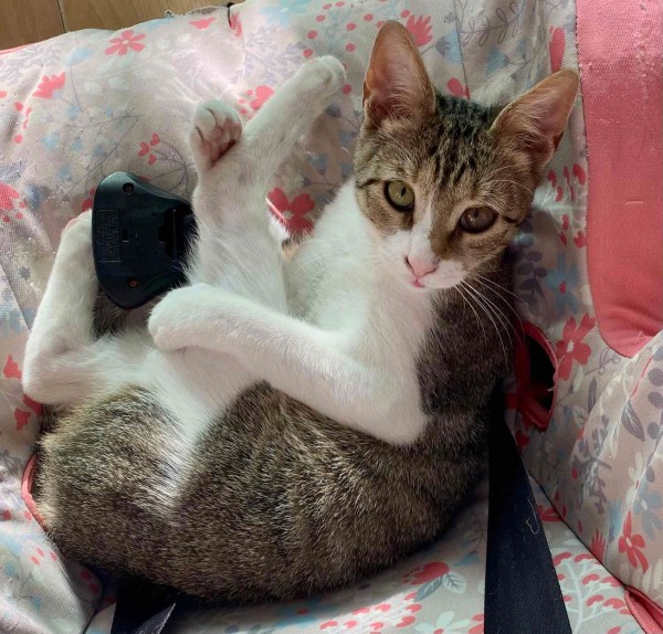 BOJANA is eagerly waiting for a home - your new loyal friend from the shelter