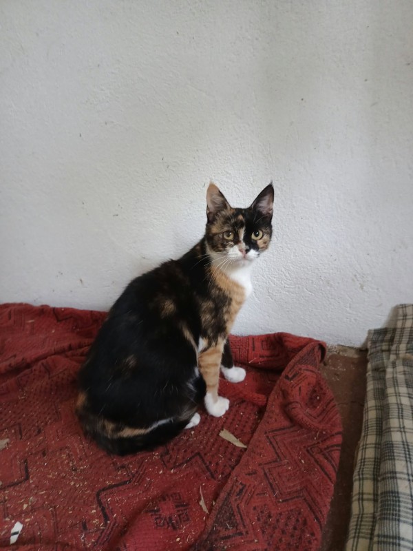 KASHA is eagerly waiting for a home - your new loyal friend from the shelter