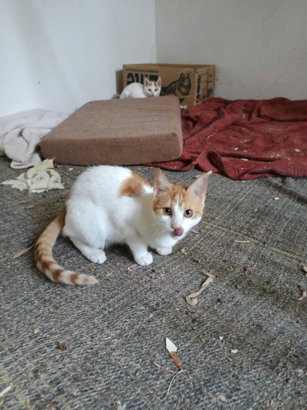 KAIRO is eagerly waiting for a home - your new loyal friend from the shelter