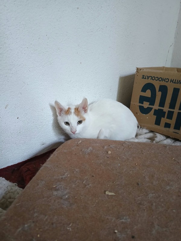 KEDDY is eagerly waiting for a home - your new loyal friend from the shelter