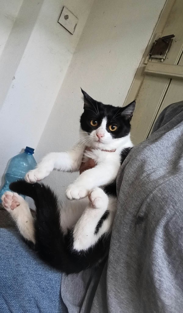 KORA is eagerly waiting for a home - your new loyal friend from the shelter