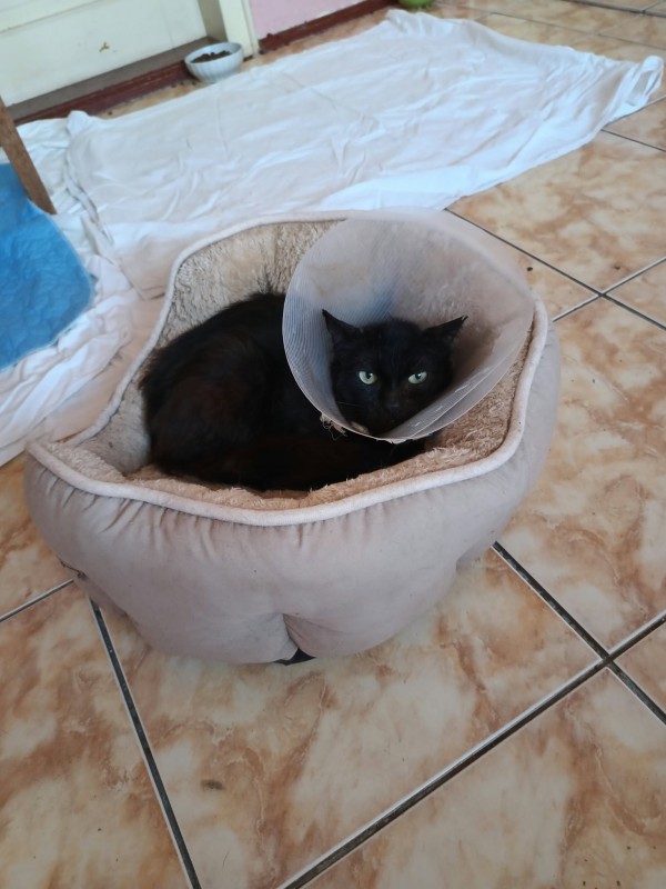 KATRAN is eagerly waiting for a home - your new loyal friend from the shelter