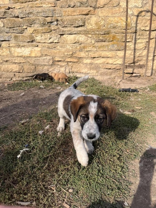 ECHO is eagerly waiting for a home - your new loyal friend from the shelter