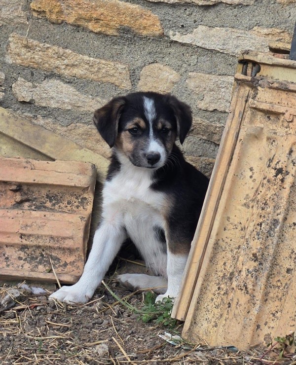 EBONY is eagerly waiting for a home - your new loyal friend from the shelter