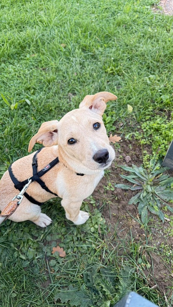EVIE is eagerly waiting for a home - your new loyal friend from the shelter