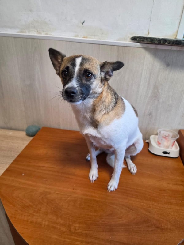 LARA is eagerly waiting for a home - your new loyal friend from the shelter