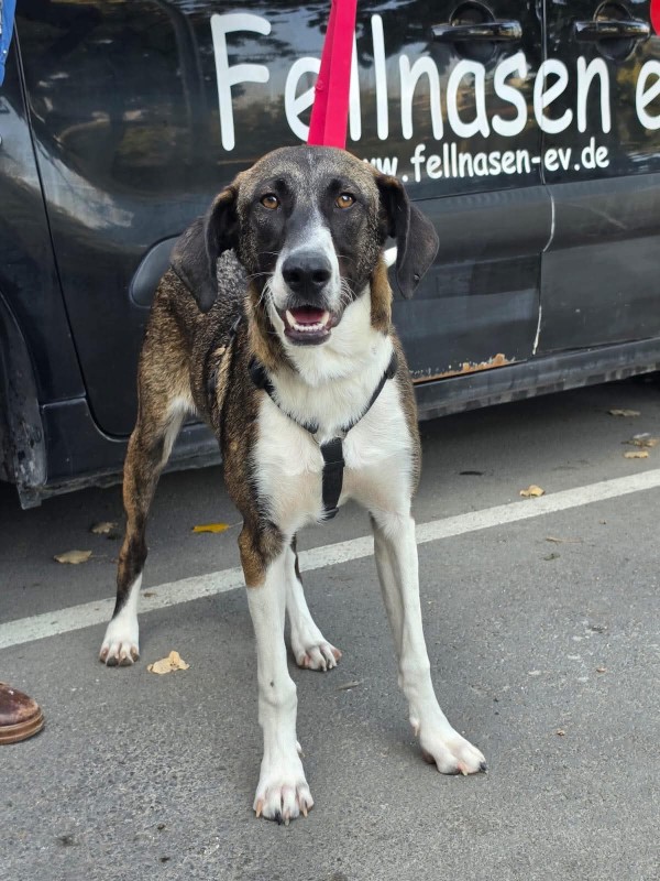 VIHAR is eagerly waiting for a home - your new loyal friend from the shelter