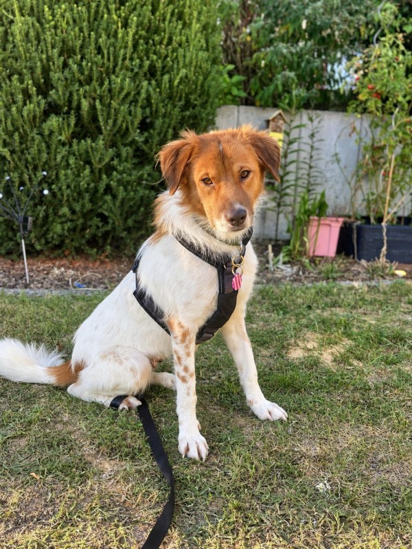 SARA is eagerly waiting for a home - your new loyal friend from the shelter
