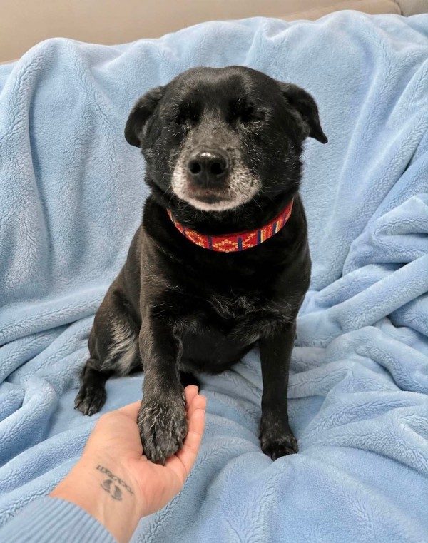 CHERNYO is eagerly waiting for a home - your new loyal friend from the shelter
