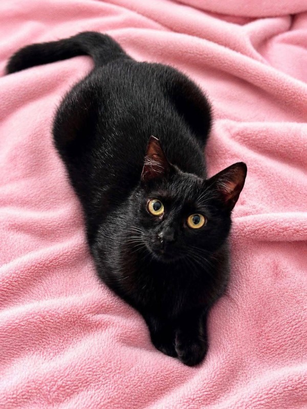 KIMY is eagerly waiting for a home - your new loyal friend from the shelter