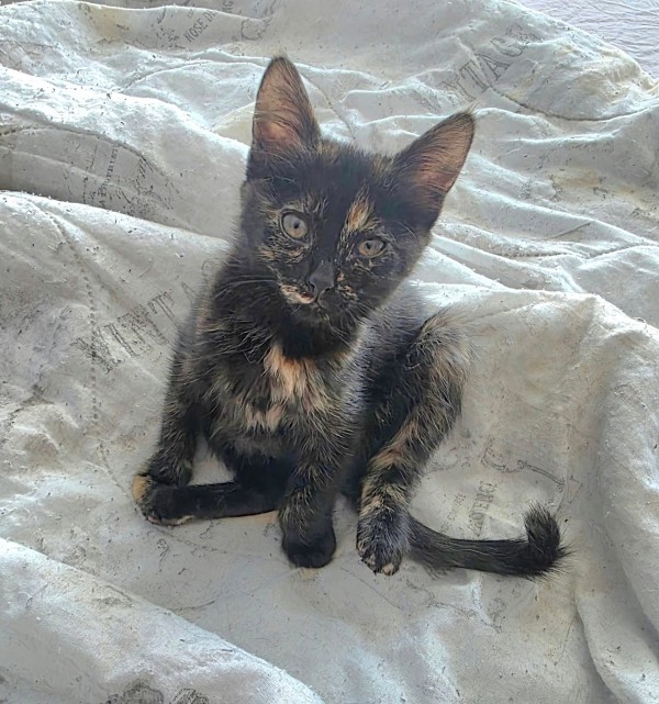 SINTIA is eagerly waiting for a home - your new loyal friend from the shelter