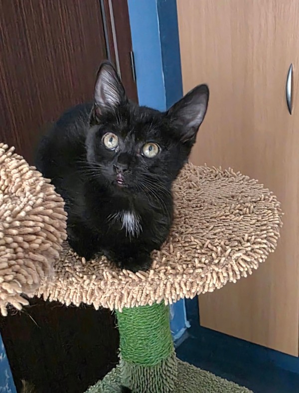 SOFI is eagerly waiting for a home - your new loyal friend from the shelter