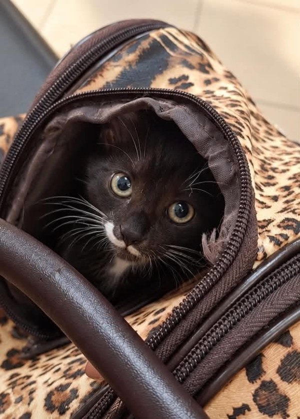 TOFI is eagerly waiting for a home - your new loyal friend from the shelter