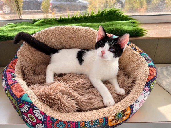 FEY is eagerly waiting for a home - your new loyal friend from the shelter