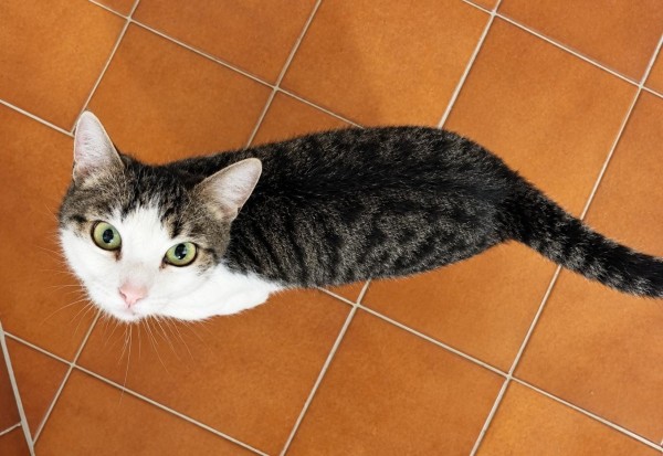 CLARA is eagerly waiting for a home - your new loyal friend from the shelter