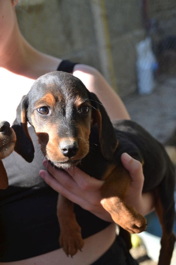 MORITZ is eagerly waiting for a home - your new loyal friend from the shelter