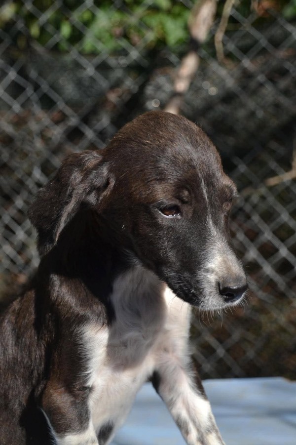 DJAKO is eagerly waiting for a home - your new loyal friend from the shelter