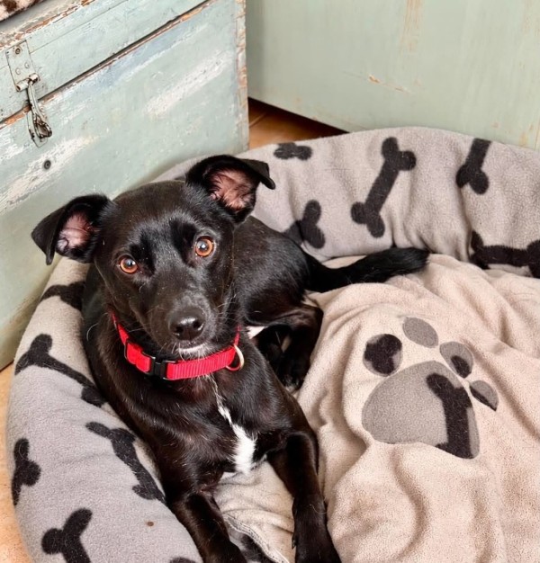 BLACKY is eagerly waiting for a home - your new loyal friend from the shelter