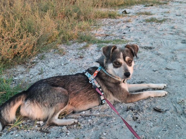 MOLLY is eagerly waiting for a home - your new loyal friend from the shelter